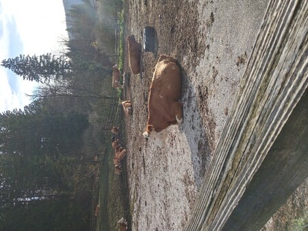 Dobrobit živali - izboljšanje počutja goveda